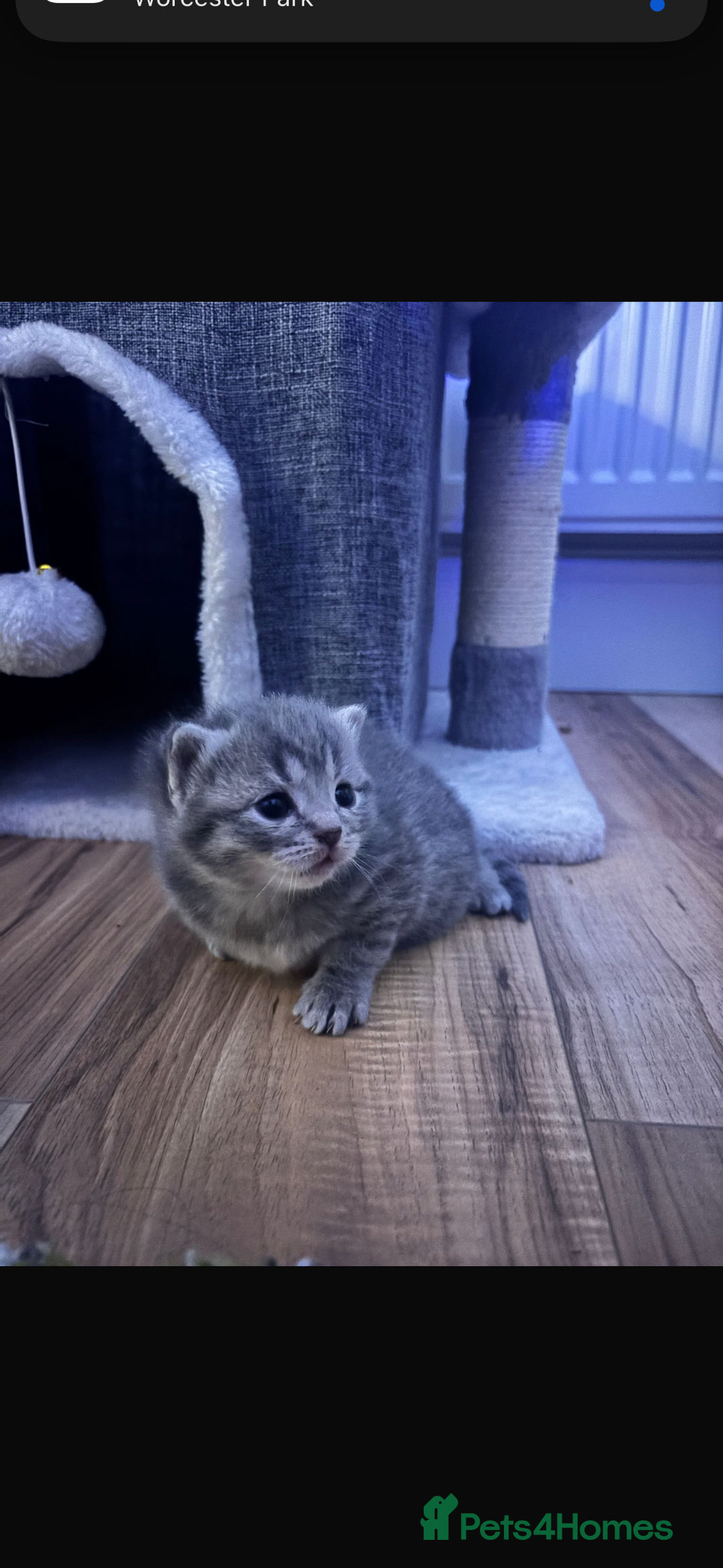 British Shorthair cats for sale: Beautiful British short hair kittens.  - Advert 1