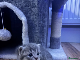 British Shorthair cats Beautiful British short hair kittens. - Advert 1