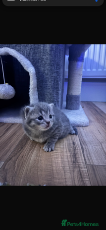 British Shorthair cats Beautiful British short hair kittens. - Advert 4