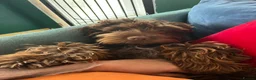 Sproodle dogs for sale: Looking for Rudis forever home  - Advert 18