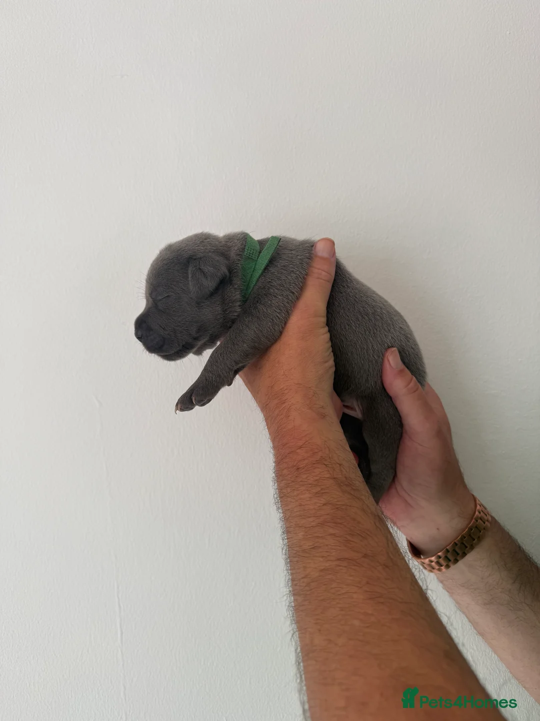 Staffordshire Bull Terrier dogs for sale: KC staffy puppies Available - Advert 39