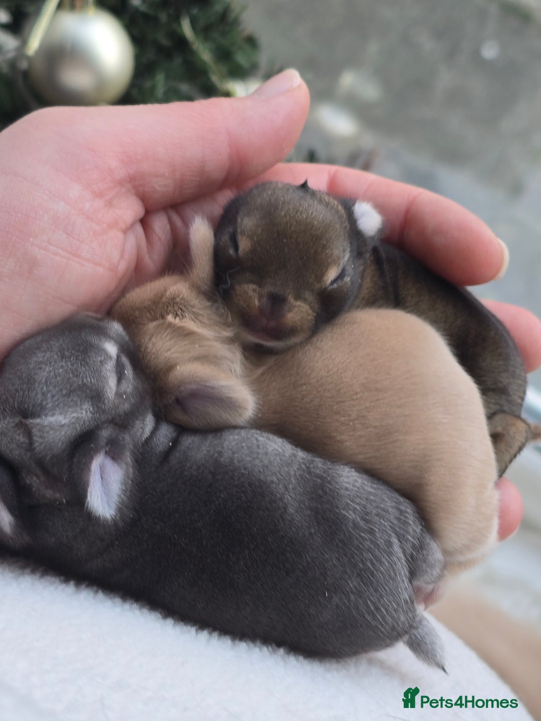 Netherland Dwarf rabbits for sale: Netherland dwarf babies bunnies - Advert 2