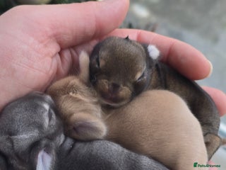 Netherland Dwarf rabbits Netherland dwarf babies bunnies - Advert 1