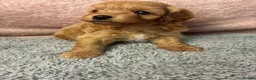 Cavapoo dogs for sale: Gorgeous cavapoo babies  - Advert 1