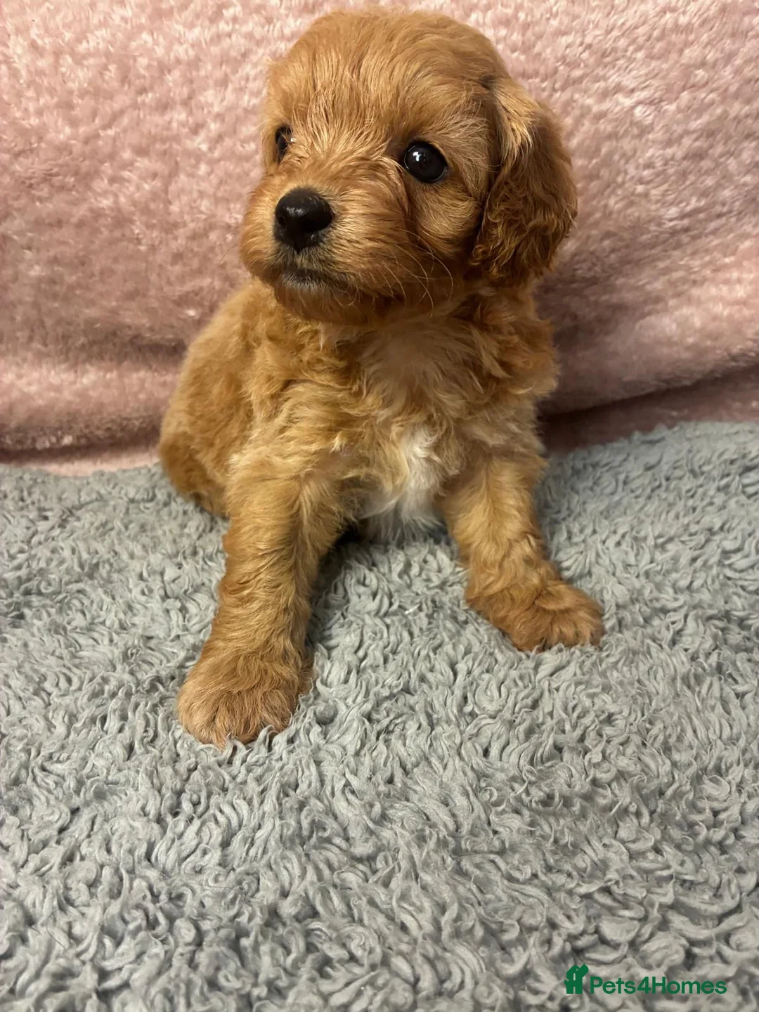Cavapoo dogs for sale: Gorgeous cavapoo babies  - Advert 1