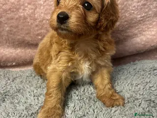 Cavapoo dogs Gorgeous cavapoo babies - Advert 1