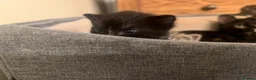 Mixed Breed cats for sale: 2 Tuxedo Tabby Boys in Shifnal - Advert 25