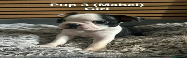 Boston Terrier 3