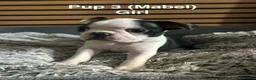Boston Terrier dogs for sale: Beautiful Boston Terriers  in Camborne - Advert 6