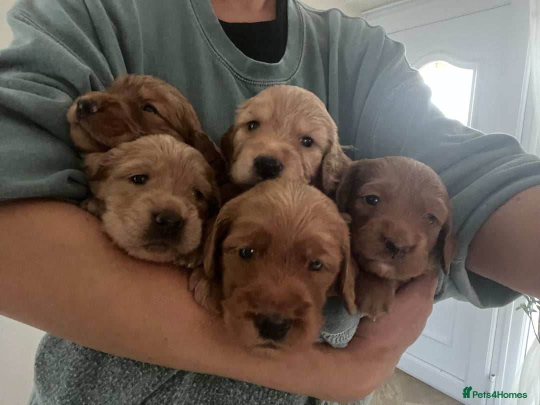 Mixed Breed dogs for sale: Beautiful Goldendoodle cross - Image 6