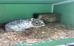 Netherland Dwarf rabbits for sale: Adult male Netherlands dwarf - Image 2