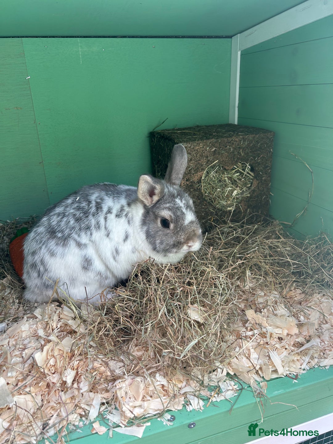 Netherland Dwarf rabbits for sale: Adult male Netherlands dwarf - Image 2