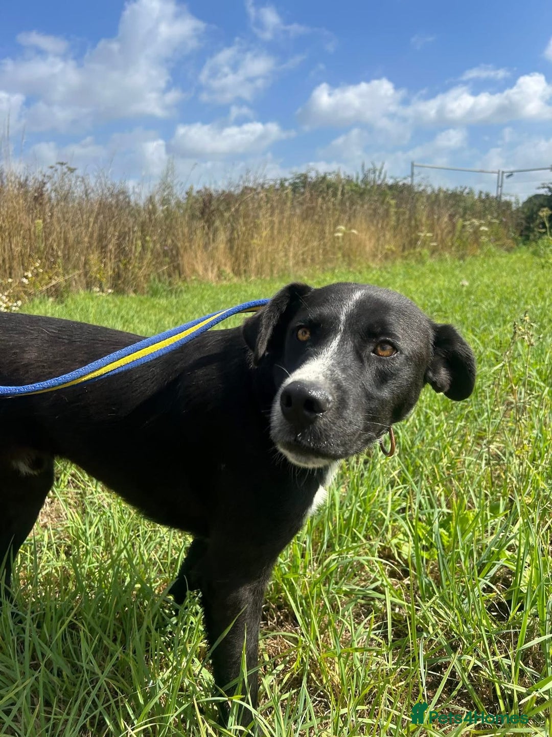 Mixed Breed dogs for adoption: Vito - Norwich Norfolk  - Image 4