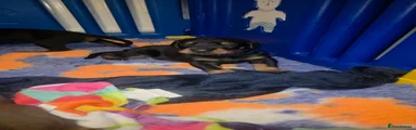 Dobermann 1 morty navy blue collar
