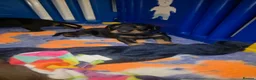Dobermann dogs for sale: Pedigree Chunky Doberman Puppies - Advert 29