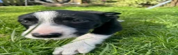 Smooth Collie dogs for sale: ISDS registered Collie Pups in Rossendale - Advert 5
