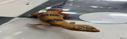 Leopard Gecko reptiles for sale: Mixed baby Leopard Geckos & 1 Black night - Advert 21