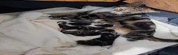 Mixed Breed cats for sale: Kittens - Advert 7