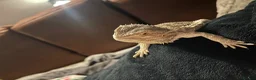 Bearded Dragon reptiles for sale: Lizzy - Advert 1