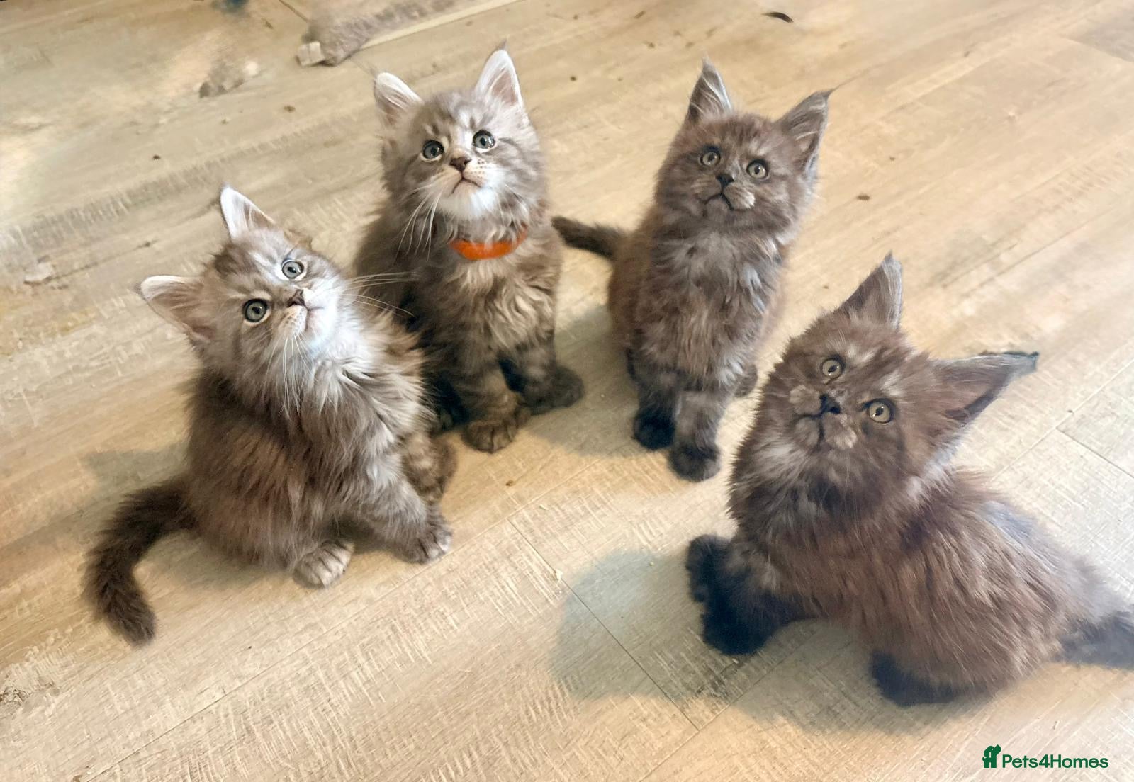 Maine Coon cats Stunning Mainecoon kittens - Advert 18