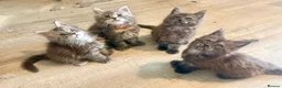 Maine Coon cats for sale: Two female tica registered Mainecoon kittens - Advert 2