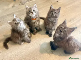 Maine Coon cats Stunning Mainecoon kittens - Advert 18