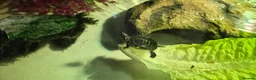 Turtle reptiles for sale: Painted turtles for sale - Advert 16