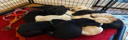 Labrador Retriever dogs for sale: Health tested super Working Line Labrador litter.  in Stratford-upon-Avon - Advert 7