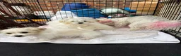 Havanese dogs for sale: Havanese puppy - Advert 11