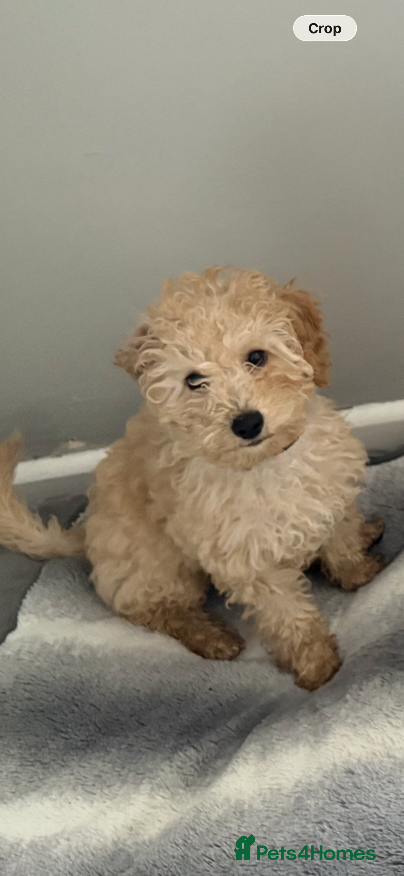 Cavapoochon dogs Cavapoochon pup - Advert 3