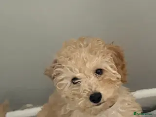 Cavapoochon dogs Cavapoochon pup - Advert 3