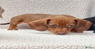 Miniature Dachshund dogs - Advert 16