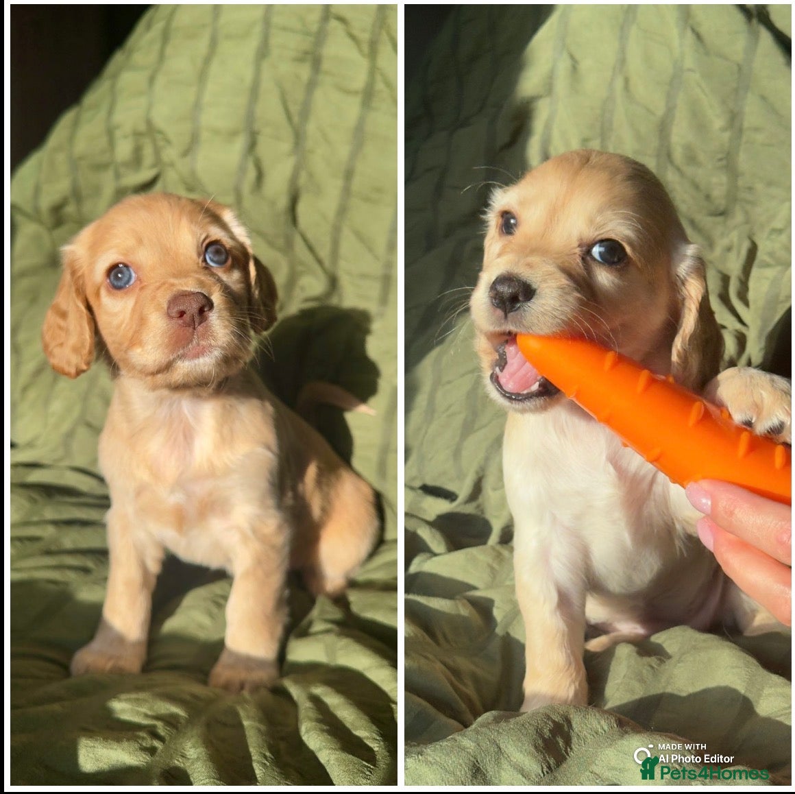 Cocker Spaniel dogs KC Working Cocker Spaniels puppys, 2 girls left!! - Advert 5