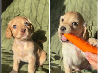 Cocker Spaniel dogs KC Working Cocker Spaniels puppys, 2 girls left!! - Advert 6