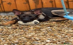 German Shepherd dogs for sale: Playful 5 Moth Old German Shepherd Male - Image 9