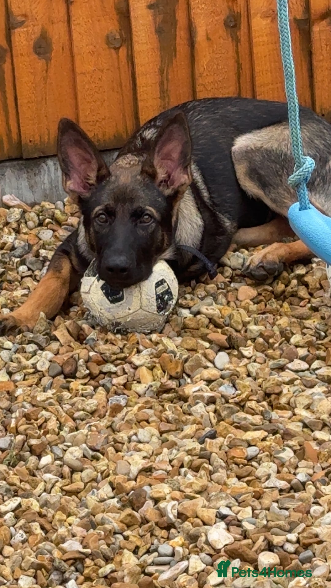 German Shepherd dogs for sale: Playful 5 Moth Old German Shepherd Male - Image 9