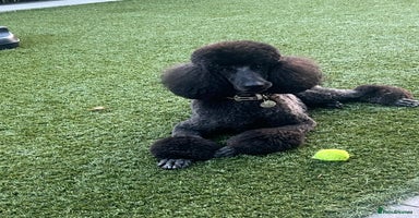 Standard Poodle dogs - Advert 2