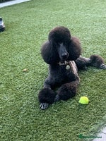 Standard Poodle dogs - Advert 6
