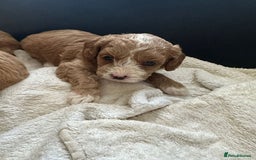 Cavapoo dogs for sale: One girl left has come available  - Image 34