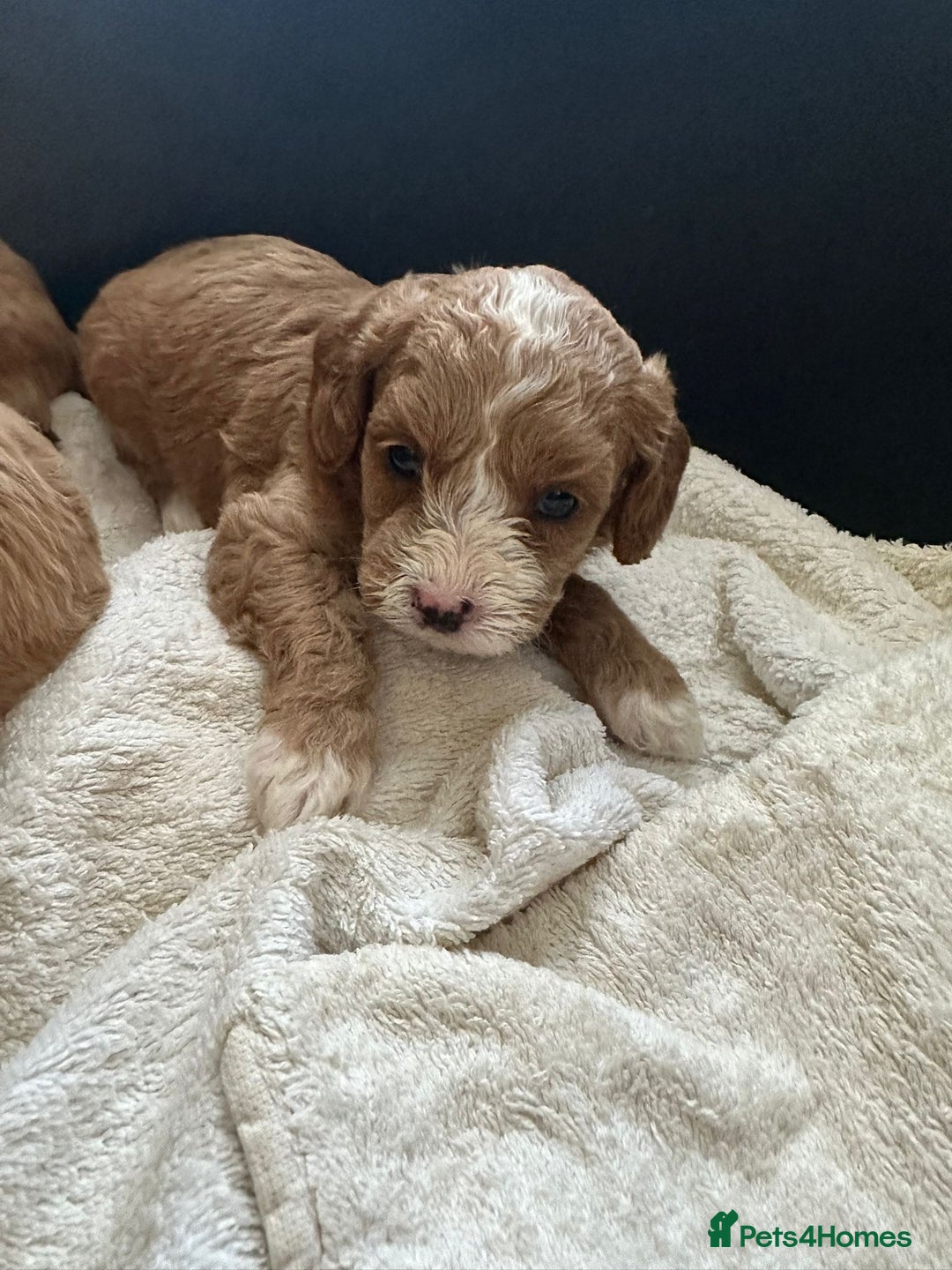 Cavapoo dogs for sale: One girl left has come available  - Image 34