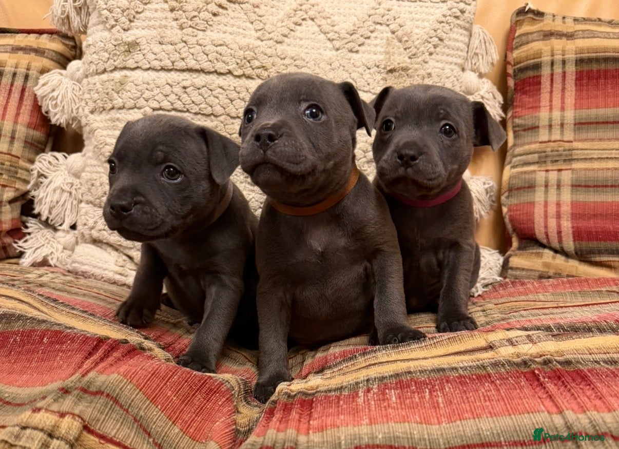 Staffordshire Bull Terrier dogs KC Registered/Health Tested Blue SBT Puppies - Advert 5