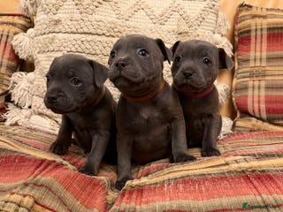 Staffordshire Bull Terrier dogs KC Registered/Health Tested Blue SBT Puppies - Advert 18
