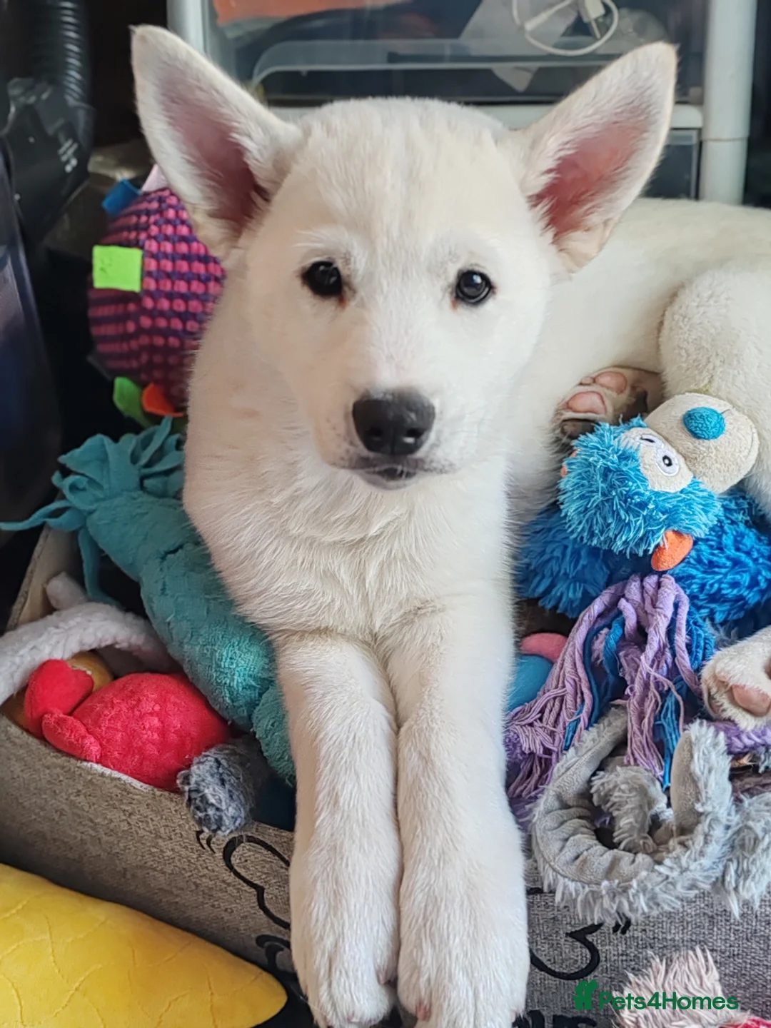 Siberian Husky dogs for sale: Stunning Siberian Huskies puppies  - Advert 2