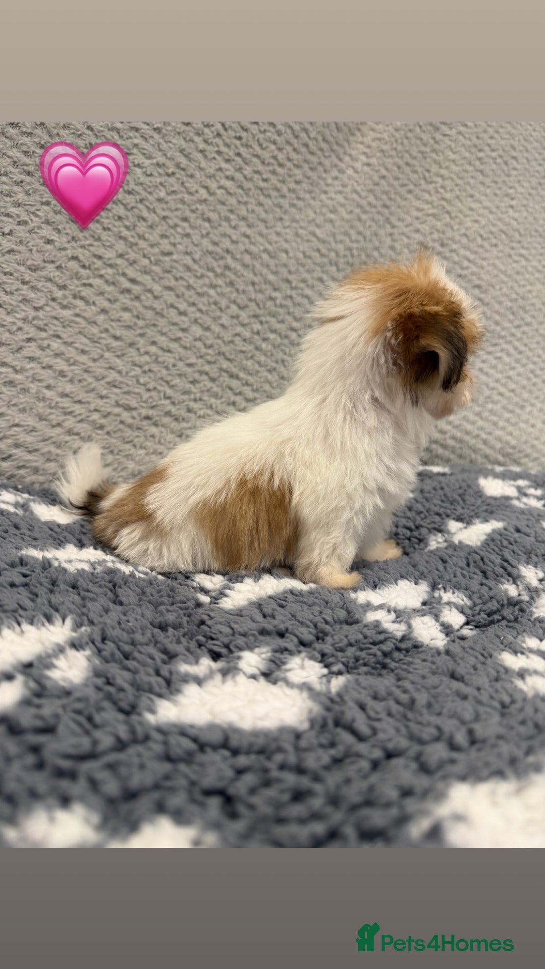 Lhasa Apso dogs for sale: Lhasa apso puppies 🐶 - Advert 19