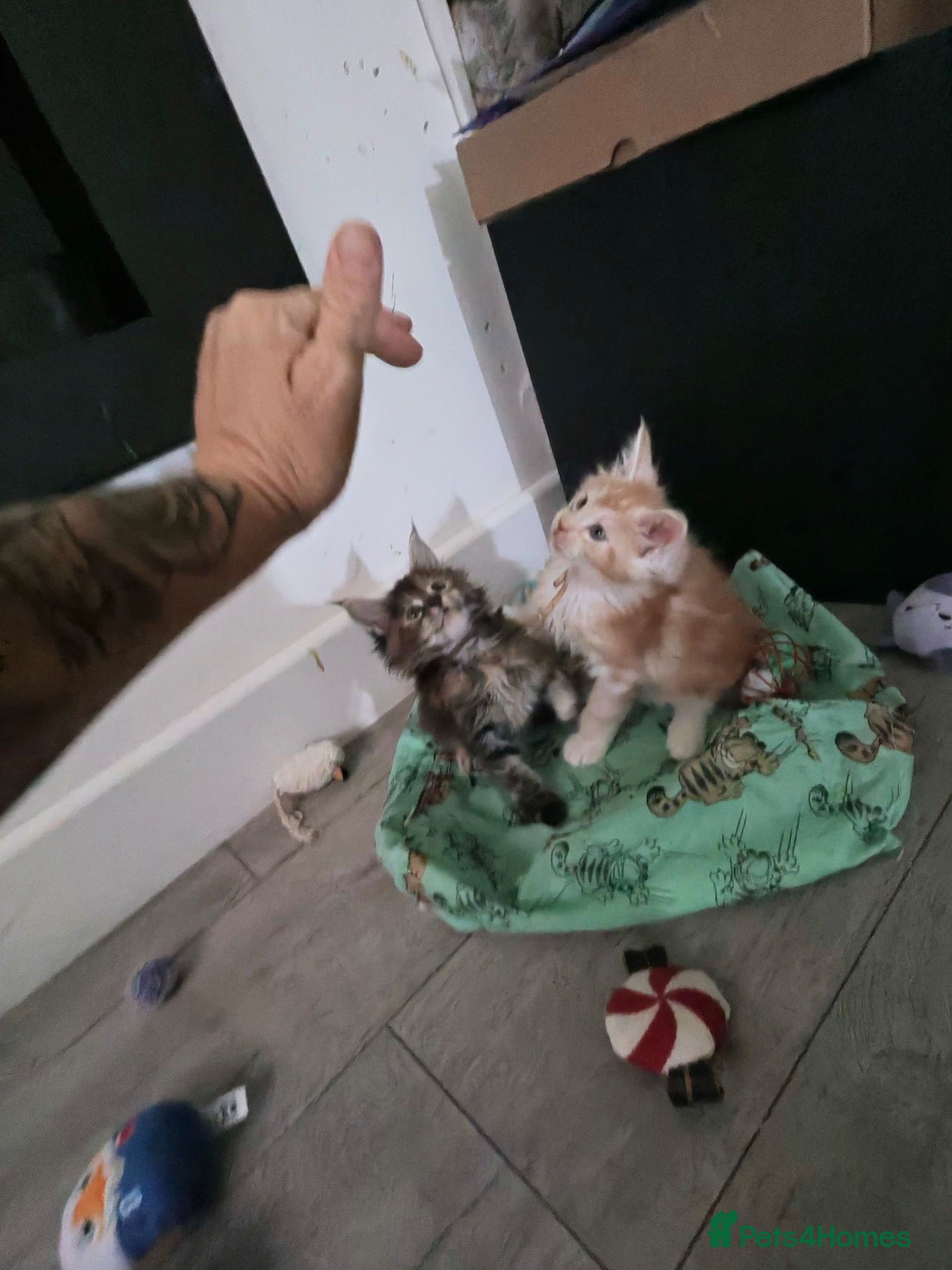 Maine Coon cats XL Maincoon kittens  - Advert 1