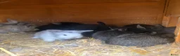 Mixed Breed rabbits for sale: Double maned lion head x lop bunnies - Advert 2