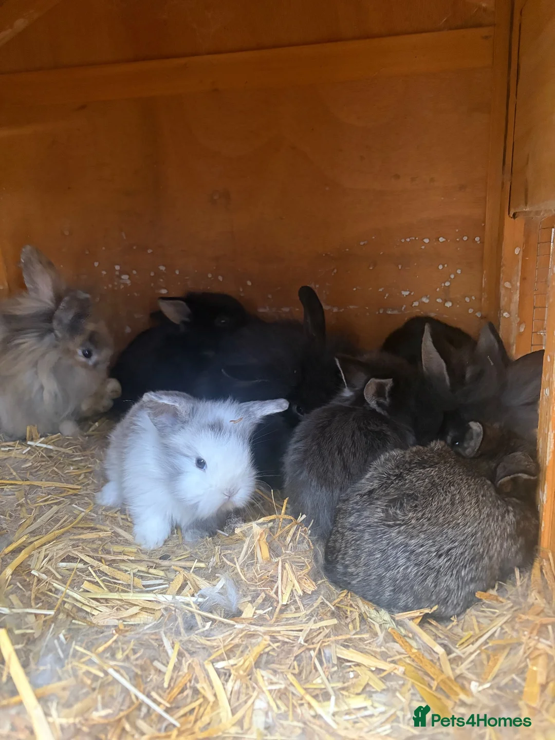 Mixed Breed rabbits for sale: Double maned lion head x lop bunnies - Advert 2