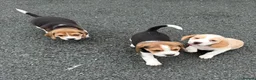Beagle dogs for sale: Quality Foot Beagle Puppies - Advert 7