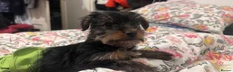 Yorkshire Terrier dogs for sale: Adorable Yorkshire Terrier Puppy Ready for Love - Advert 6