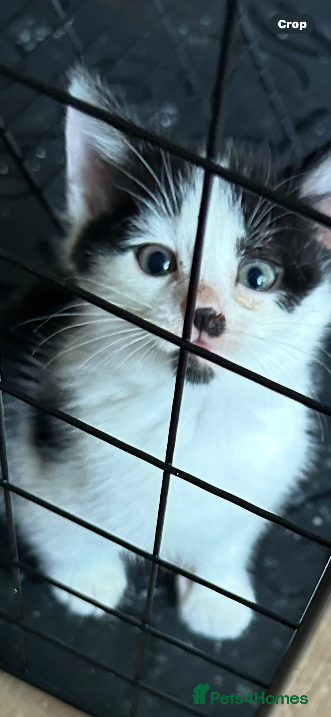 Mixed Breed cats for sale: 5 beautiful kittens - Image 2